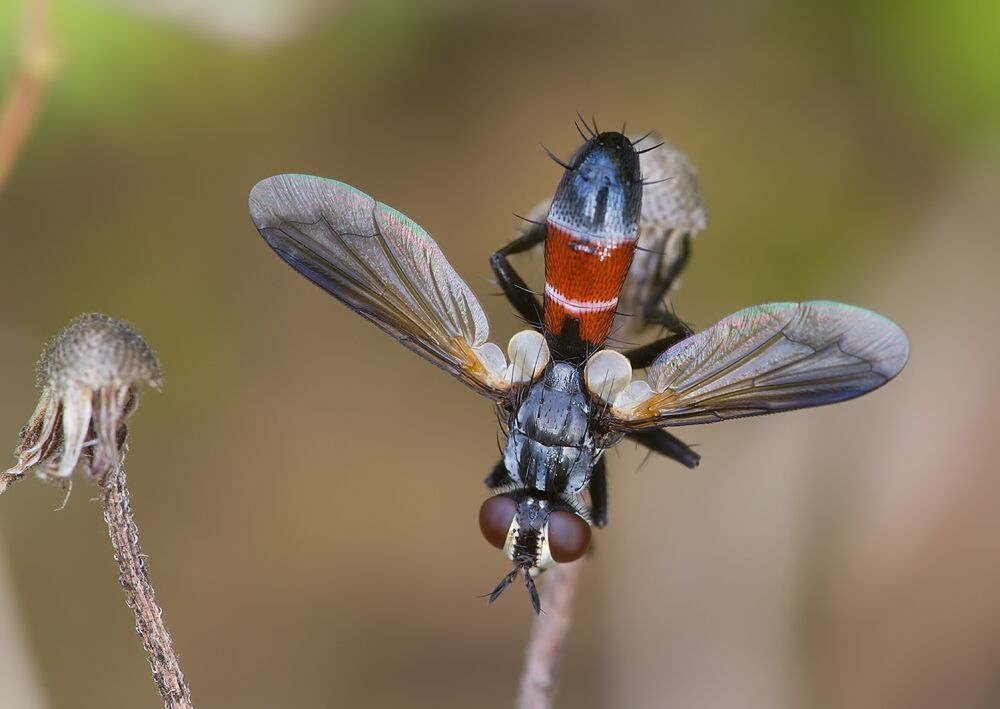 Cylindromyia intermedia