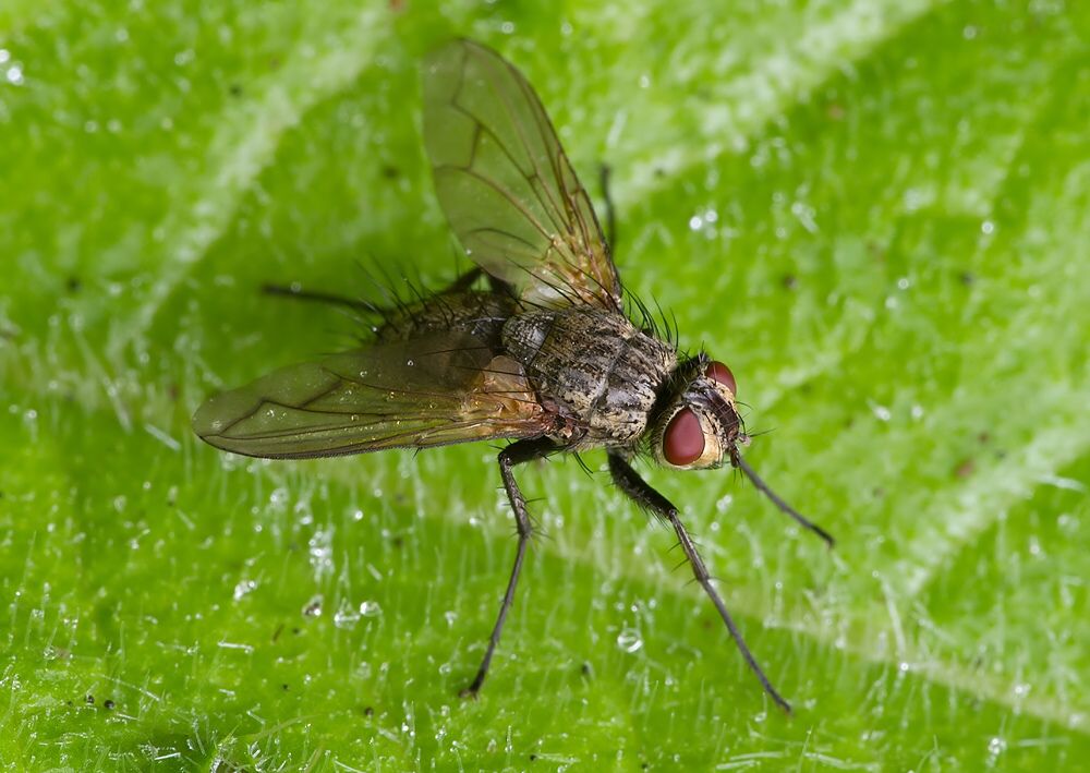 Phyto melanocephala