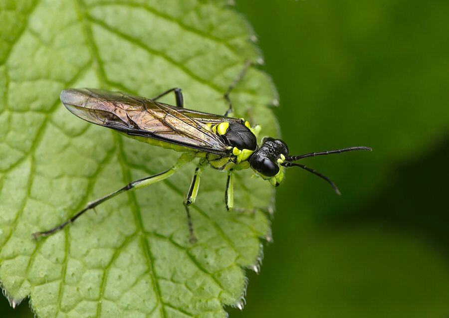 Tenthredo mesomela