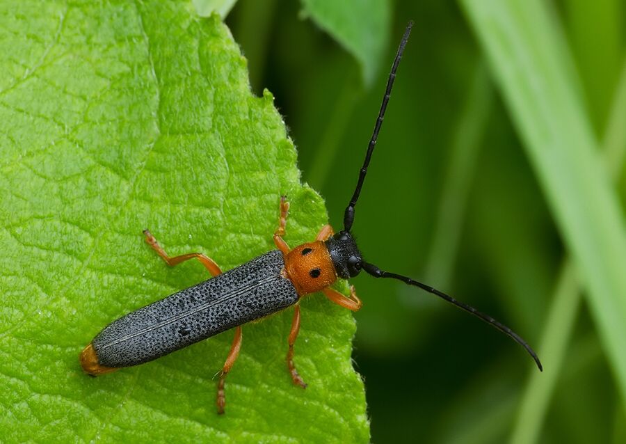 Oberea oculata