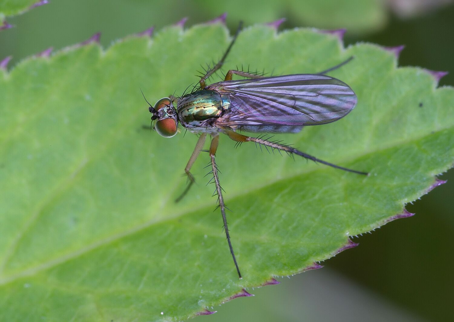 Dolichopus migrans
