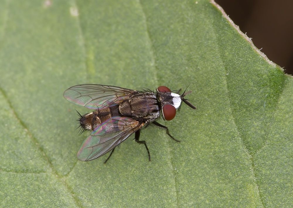 Metopia argyrocephala