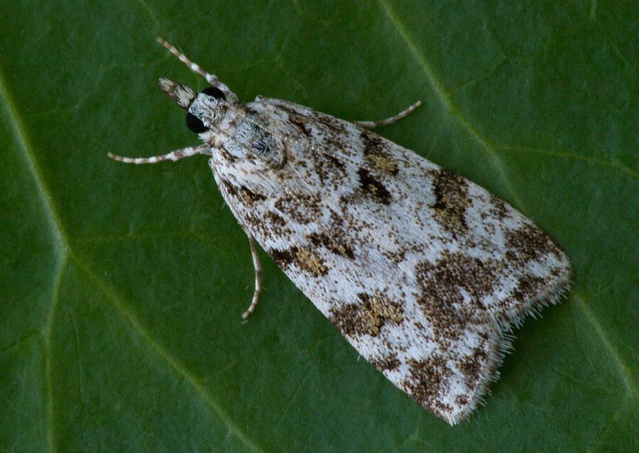 Scoparia pyralella