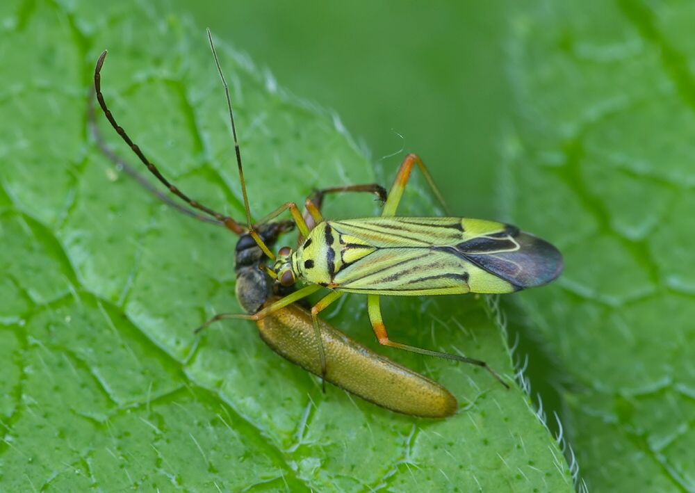 Mermitelocerus schmidtii