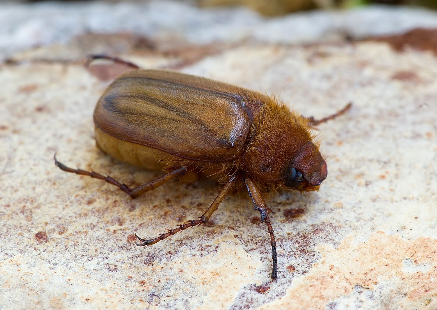Amphimallon burmeisteri
