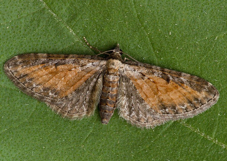 Eupithecia icterata