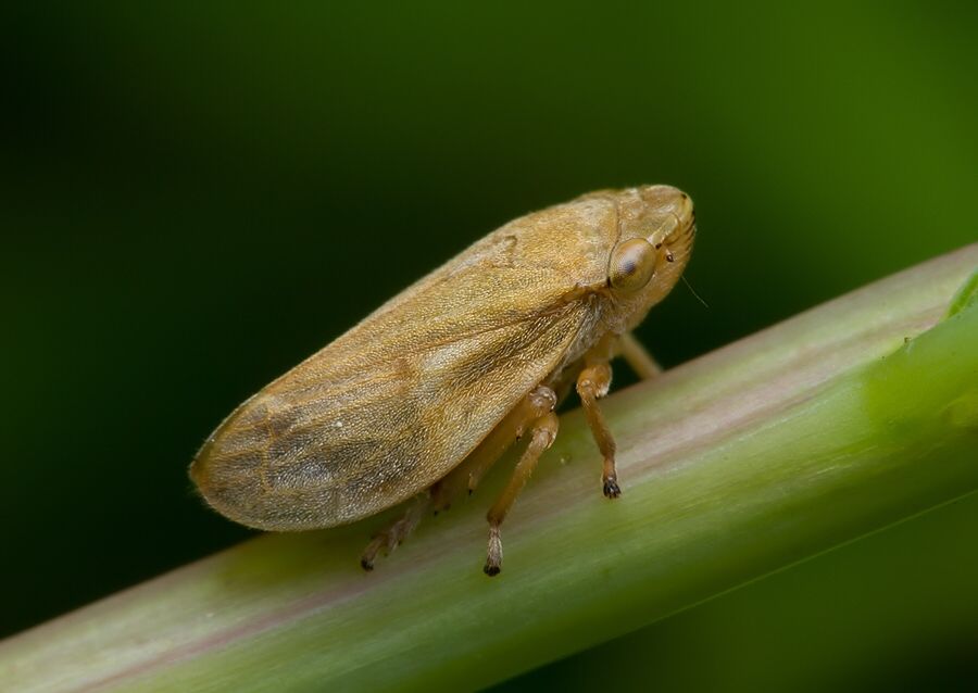 Philaenus spumarius