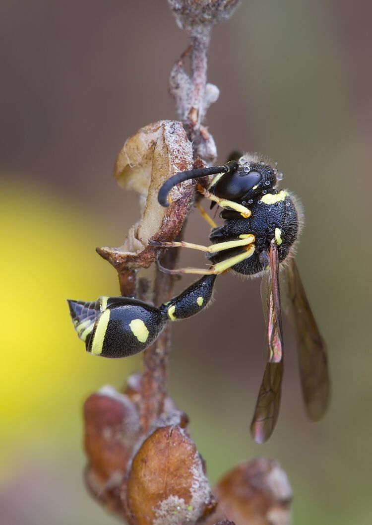 Eumenes papillarius