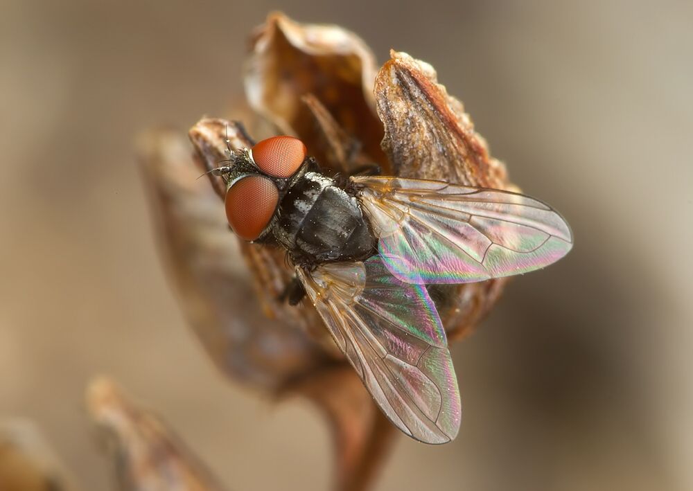 Phasia obesa