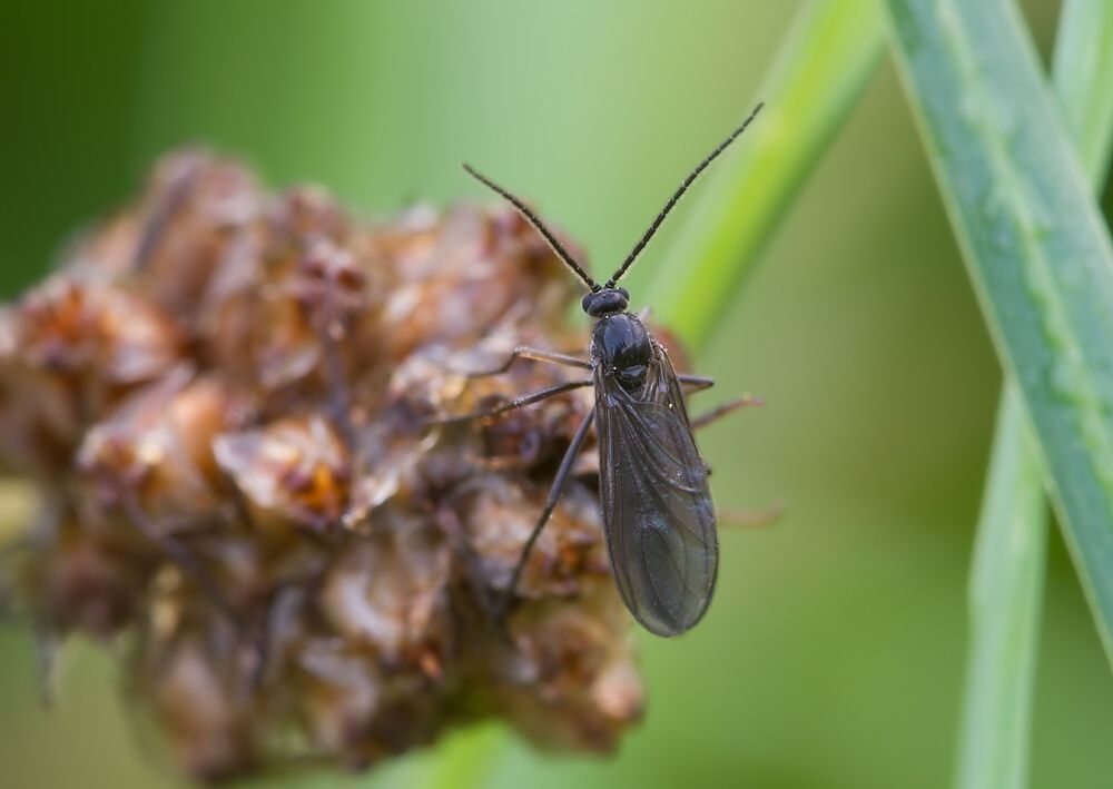 Schwenckfeldina carbonaria