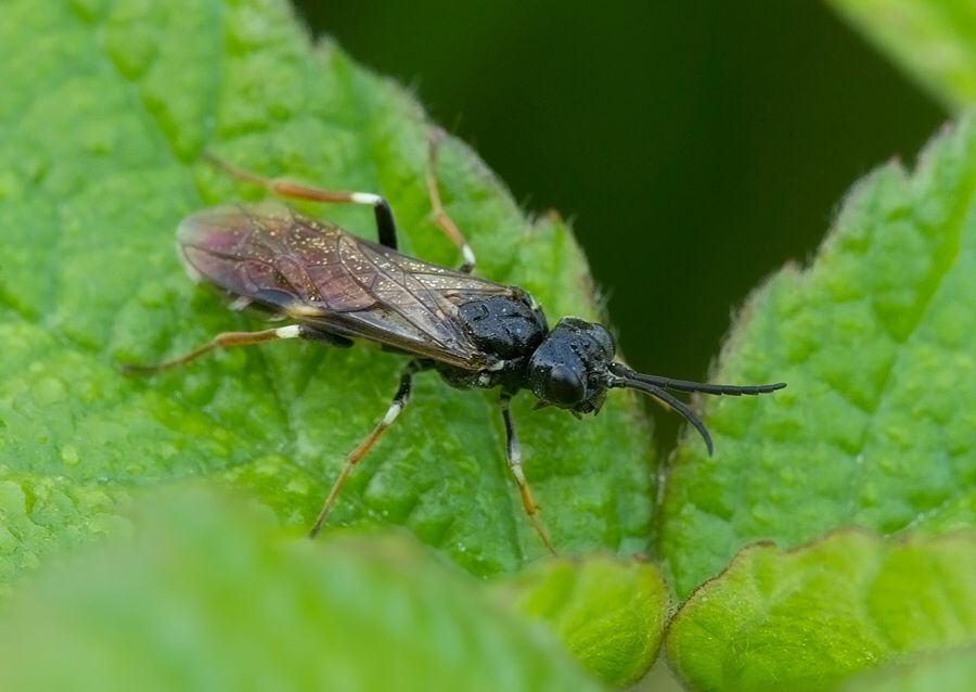 Allantus cinctus