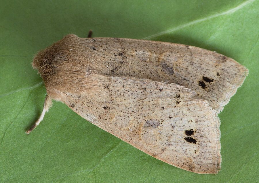 Anorthoa munda