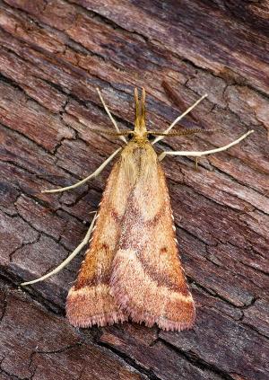 Synaphe punctalis