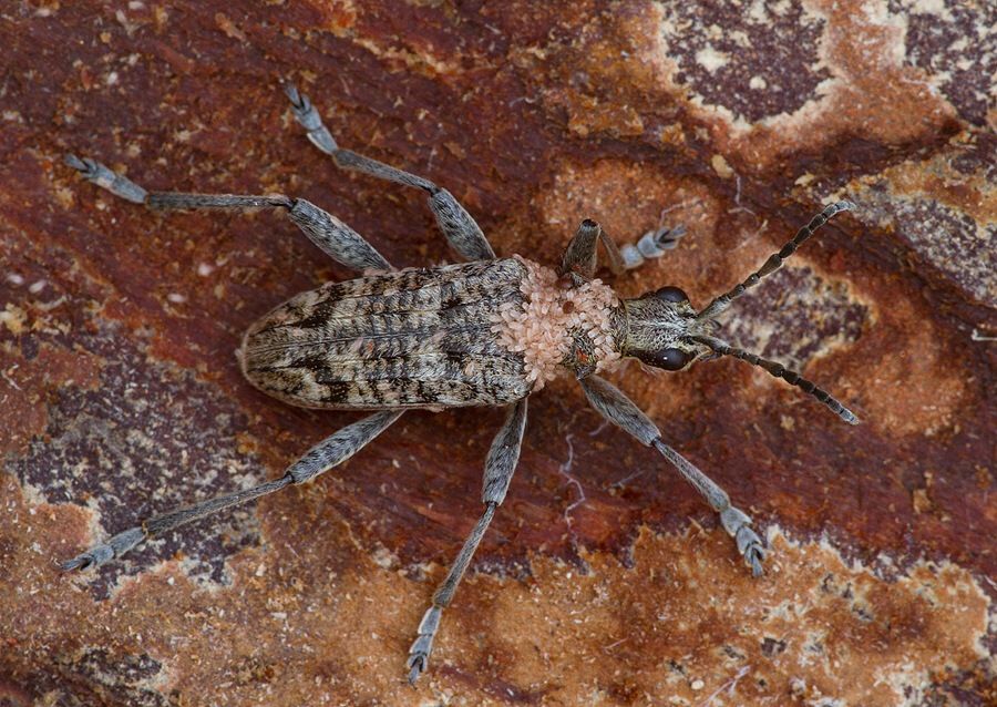 Rhagium inquisitor