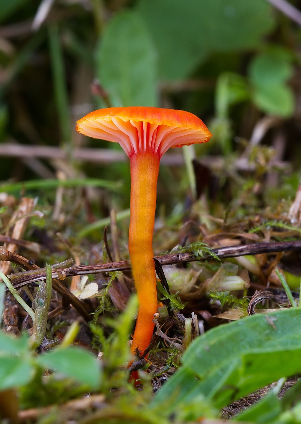 Hygrocybe insipida