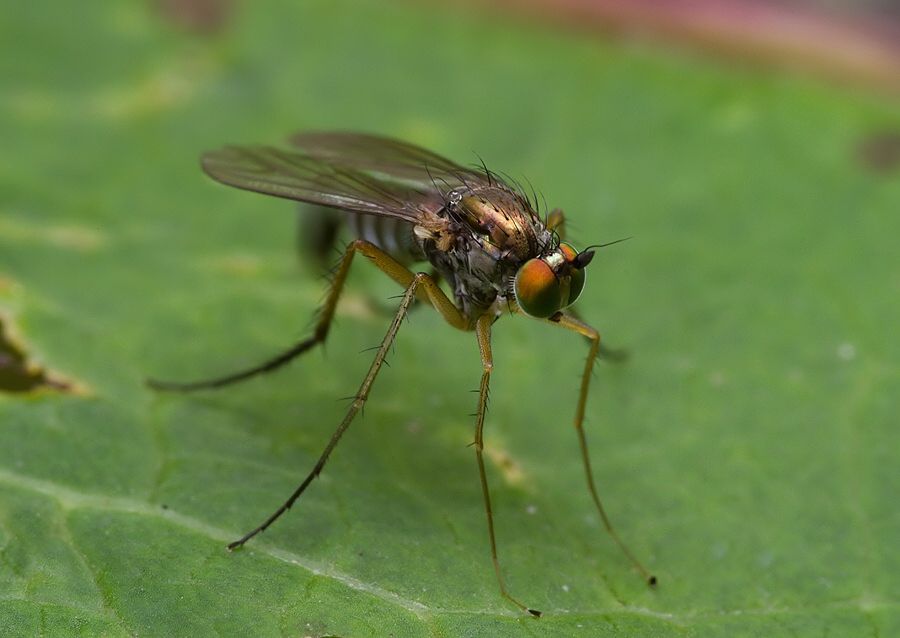 Dolichopus discimanus