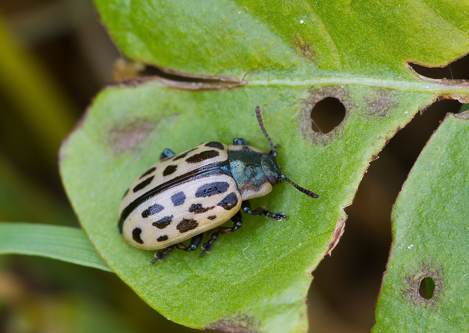 Chrysomela vigintipunctata