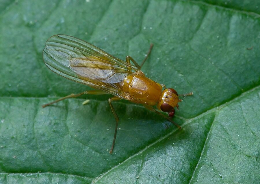 Psila fimetaria