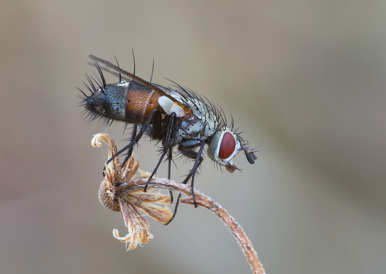 Eriothrix rufomaculatus