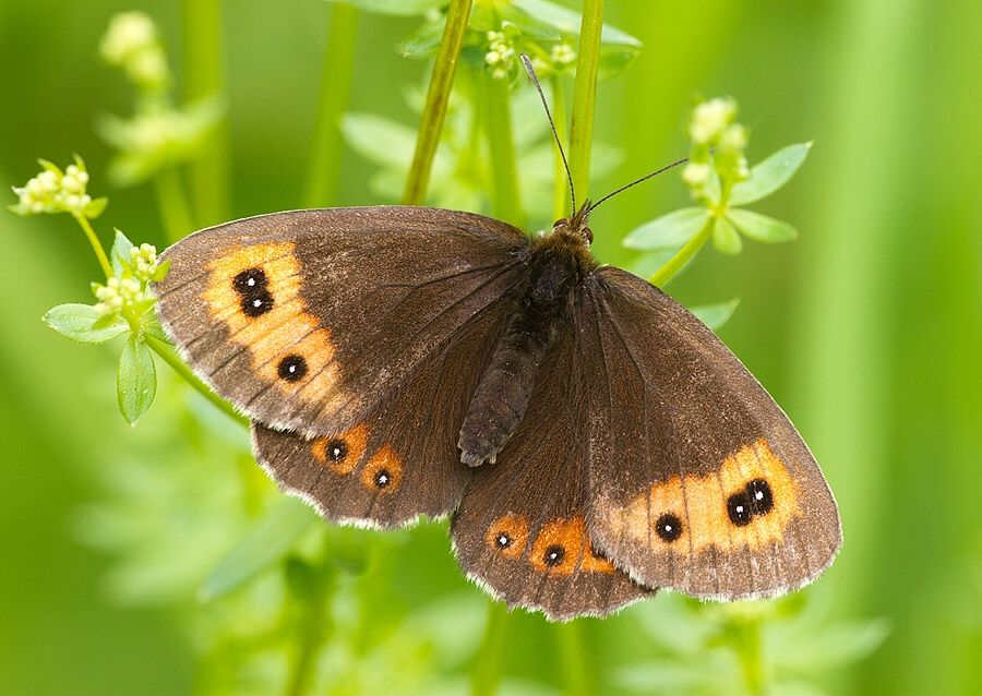 Erebia aethiops
