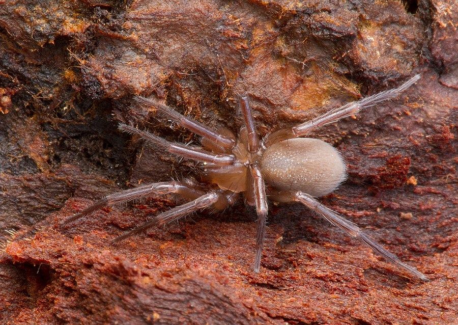 Cicurina cicur