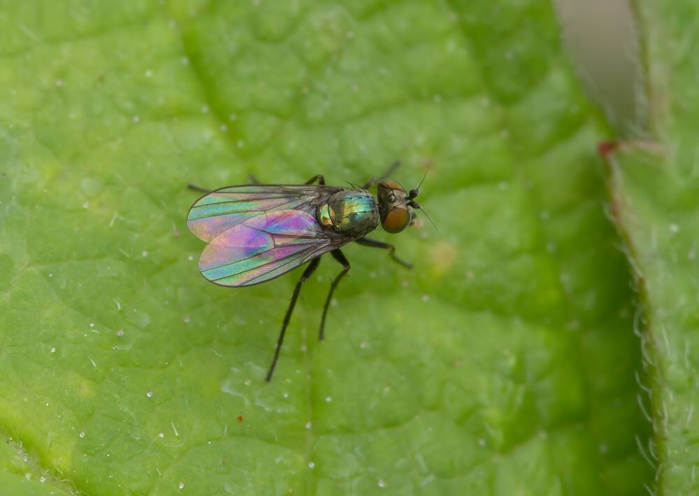 Chrysotus suavis