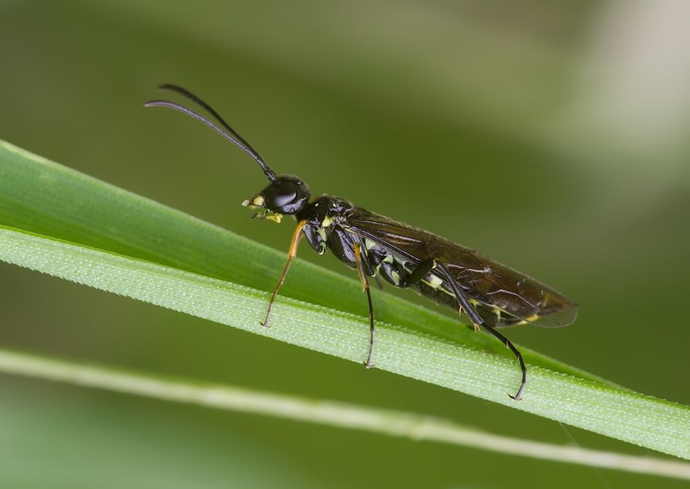 Calameuta filiformis