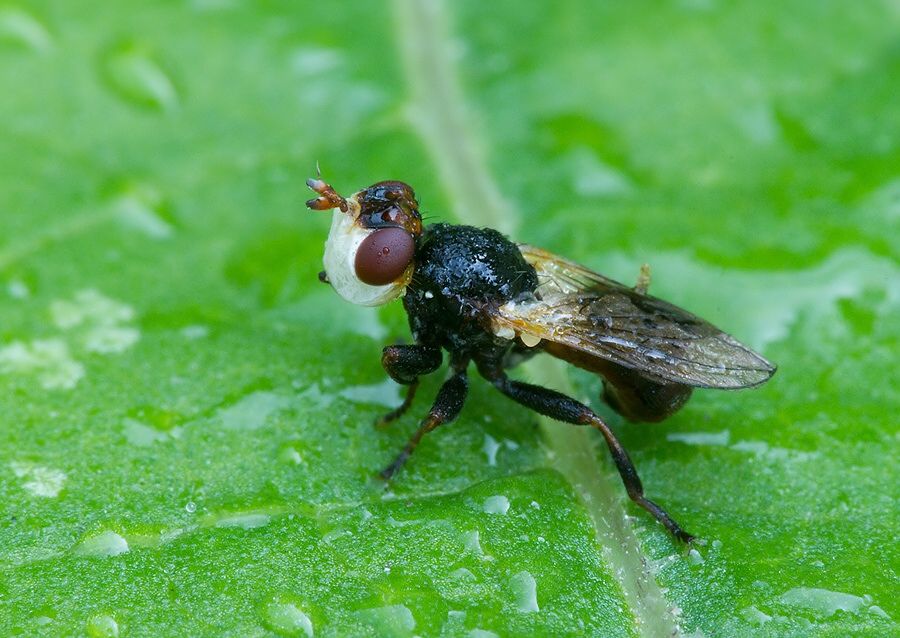 Myopa morio