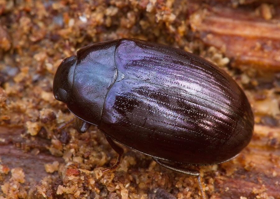 Platydema violaceum