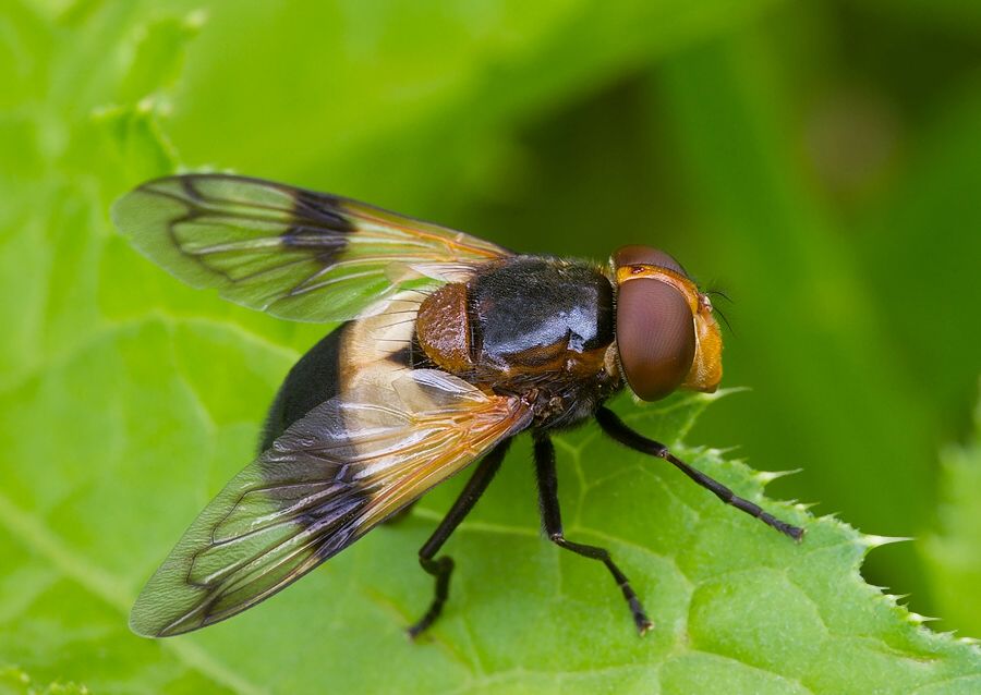 Volucella pellucens
