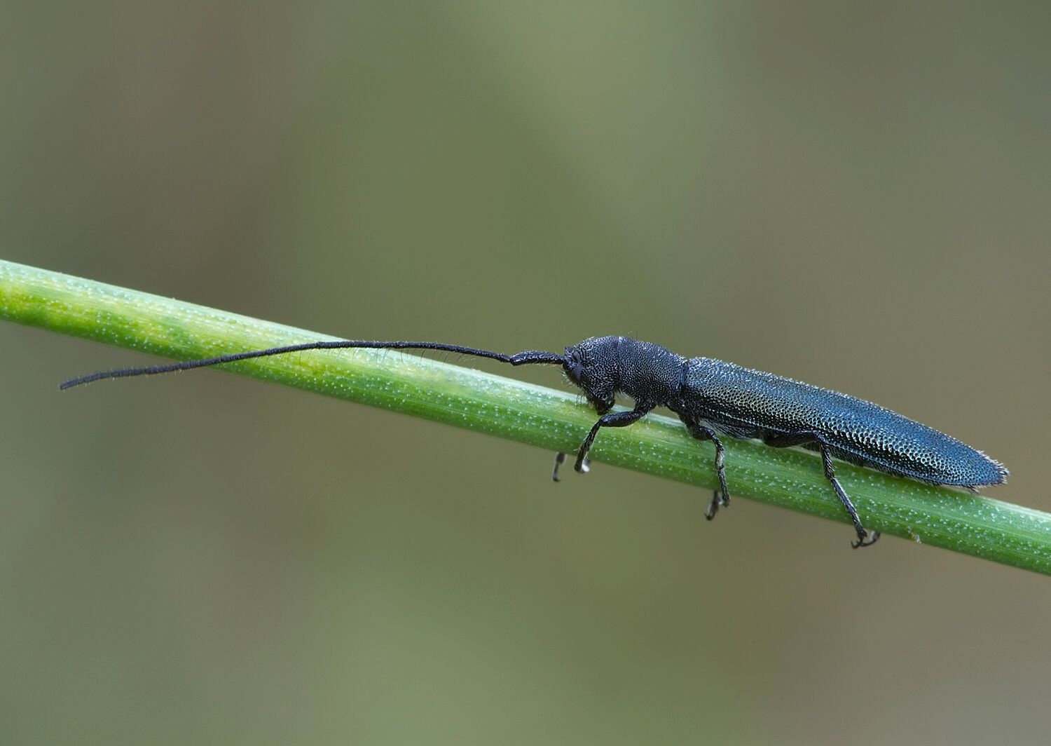 Theophilea subcylindricollis