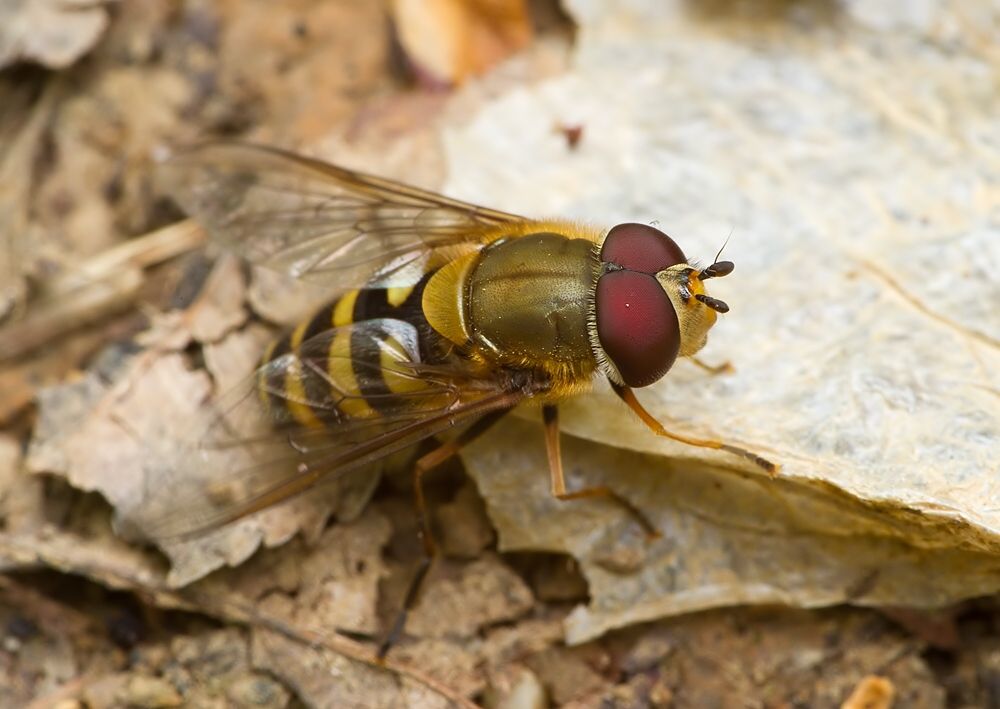 Epistrophe grossulariae