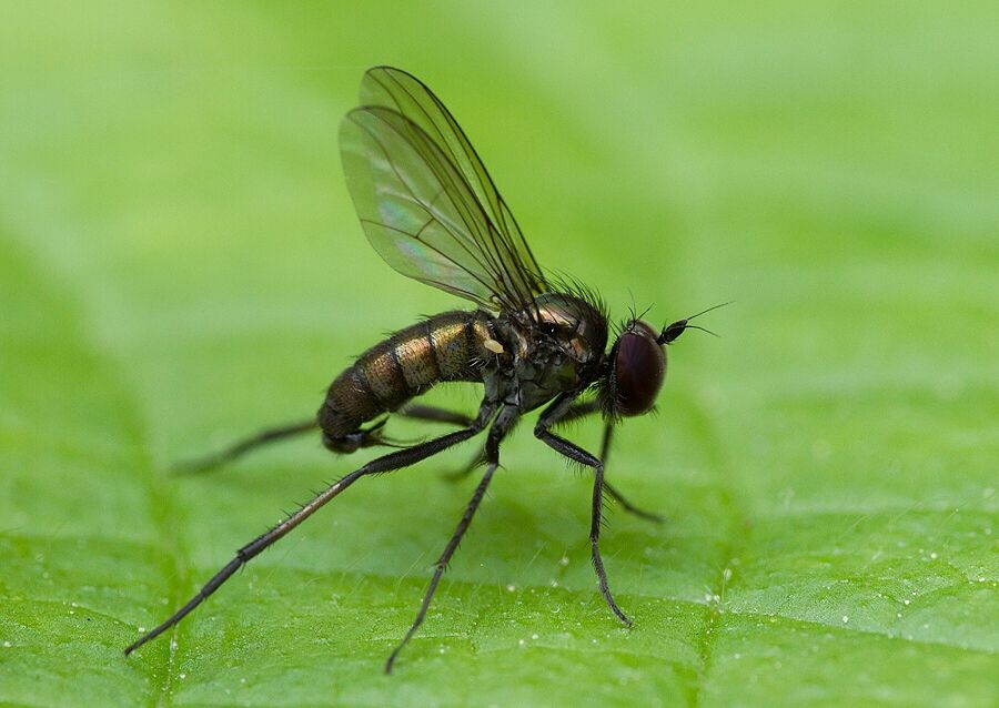 Rhaphium commune