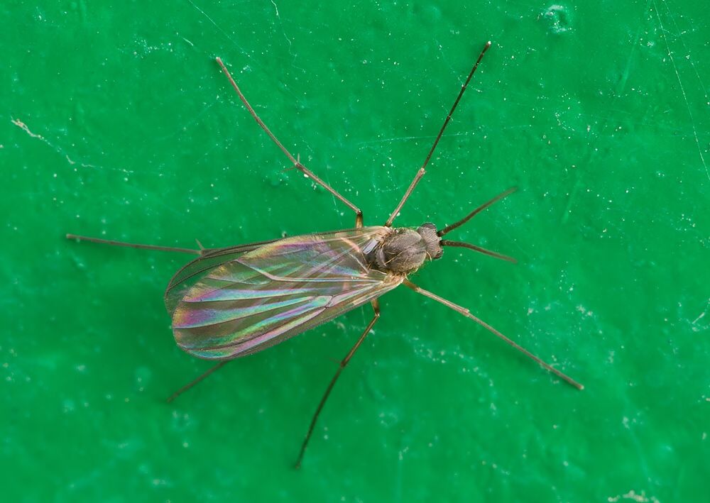 Coelosia silvatica