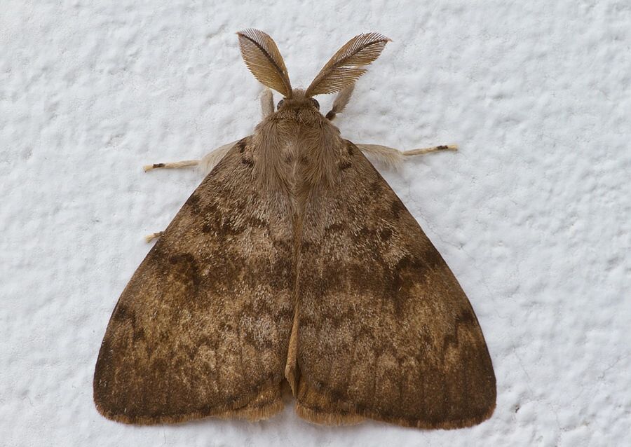Lymantria dispar