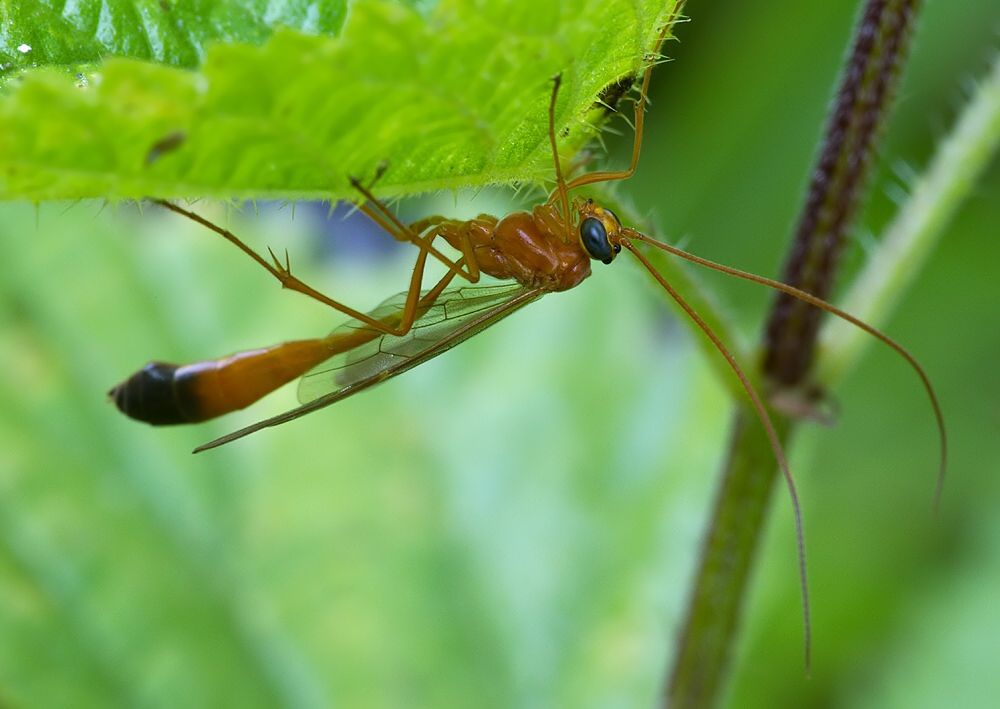 Enicospilus ramidulus cf.