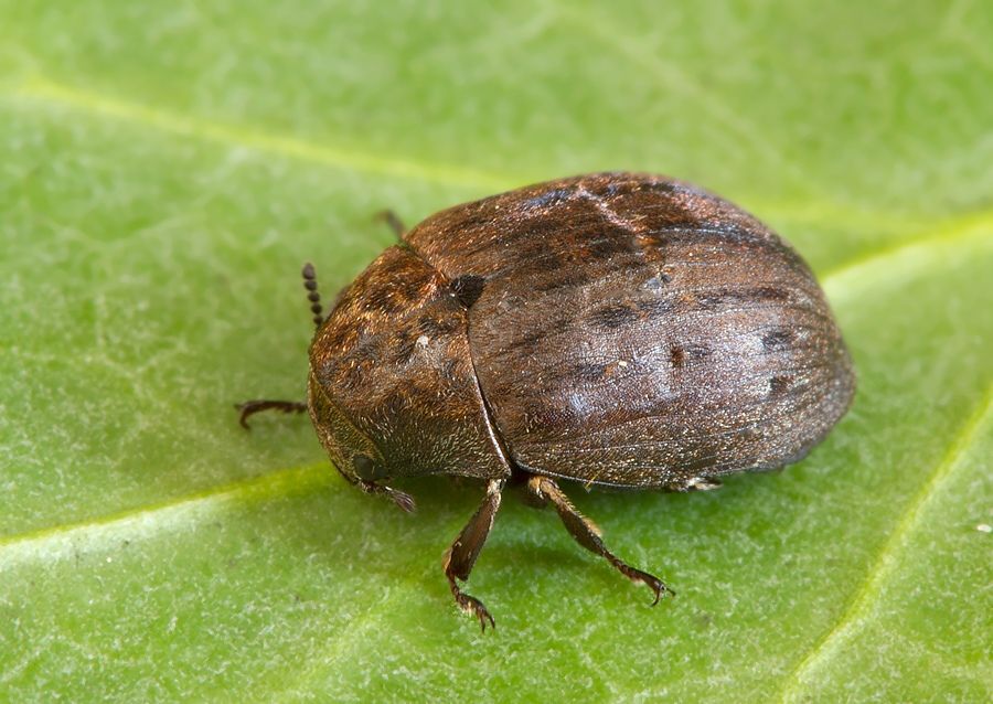 Byrrhus pilula