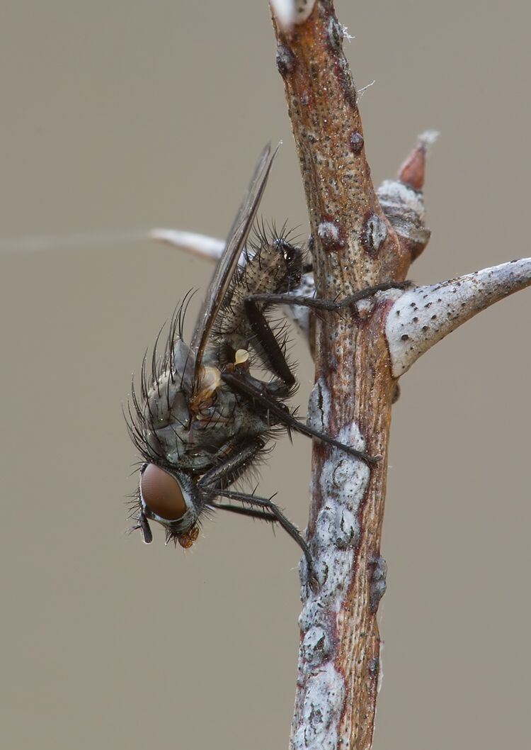 Anthomyia monilis