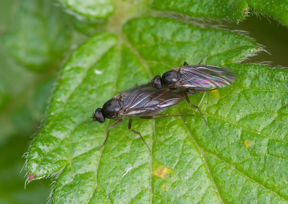 Triphleba gracilis