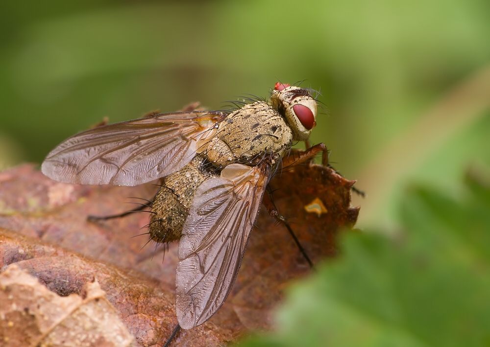 Dexia rustica