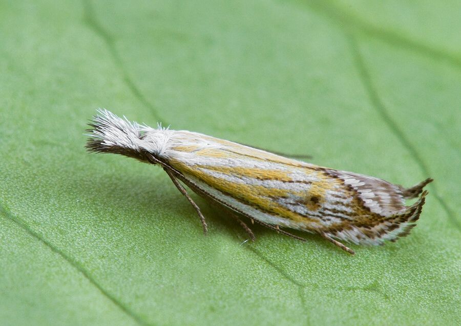Holoscolia huebneri
