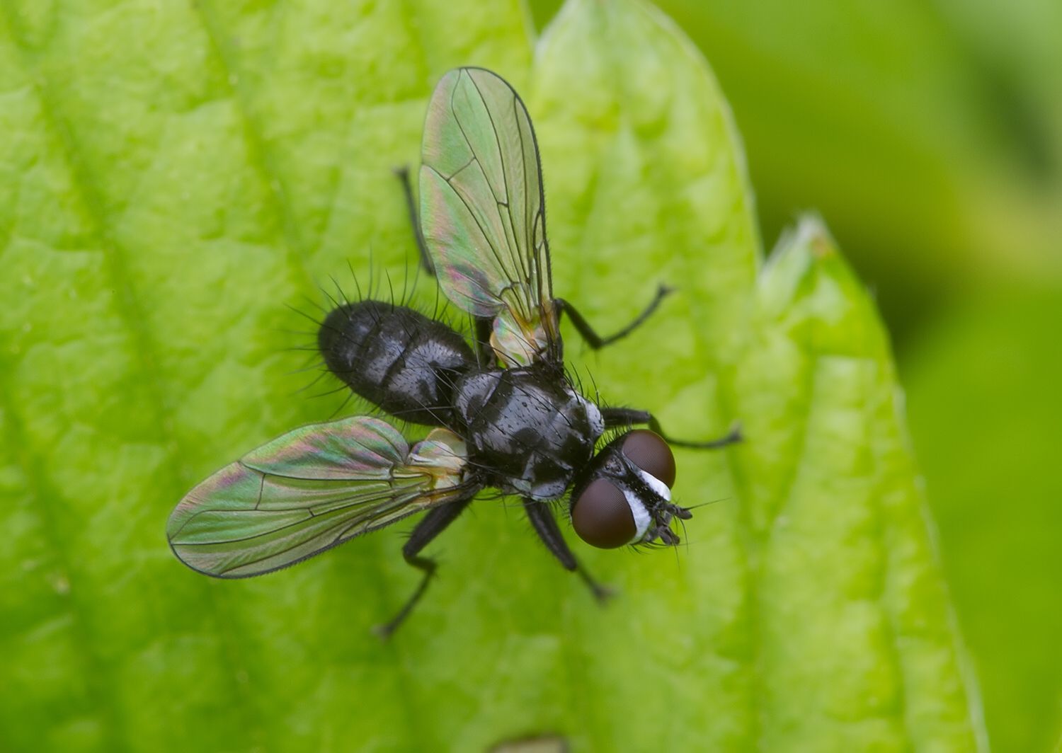 Phania funesta