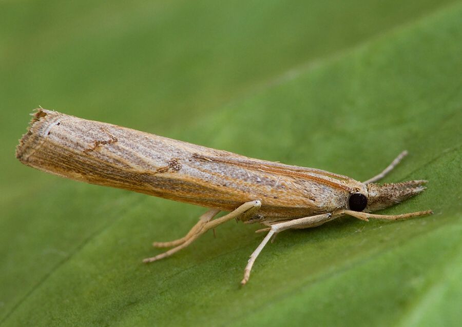 Pediasia contaminella