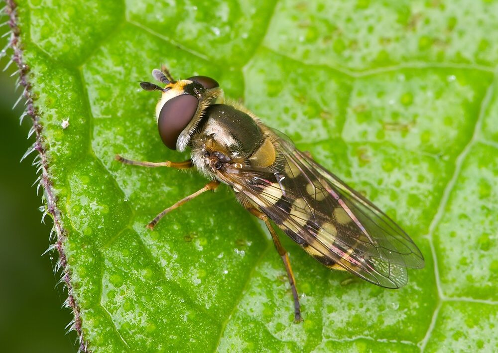 Eupeodes corollae
