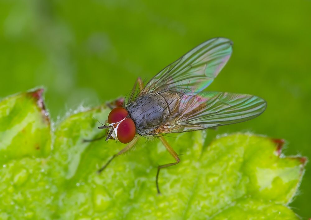 Mycophaga testacea