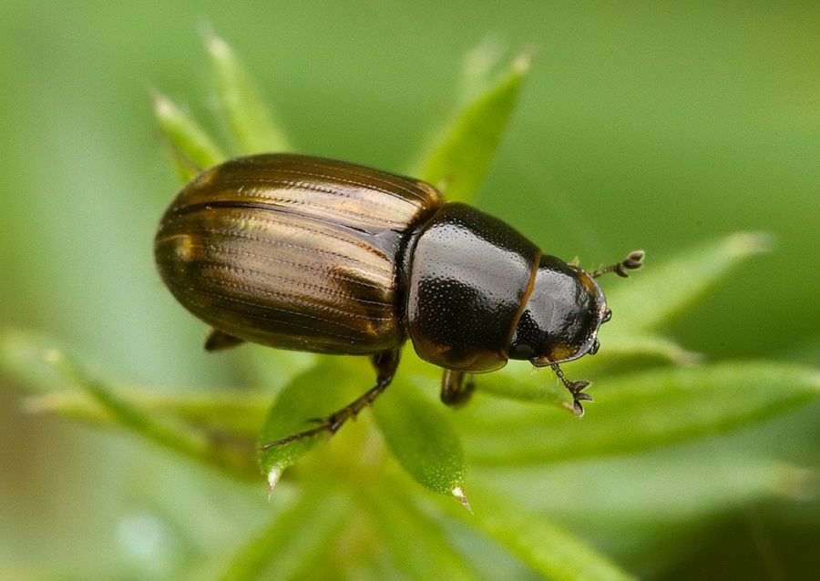 Melinopterus consputus