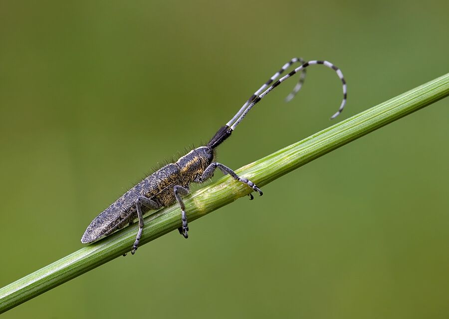 Agapanthia villosoviridescens