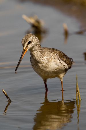 Tringa erythropus (kalužiak tmavý)