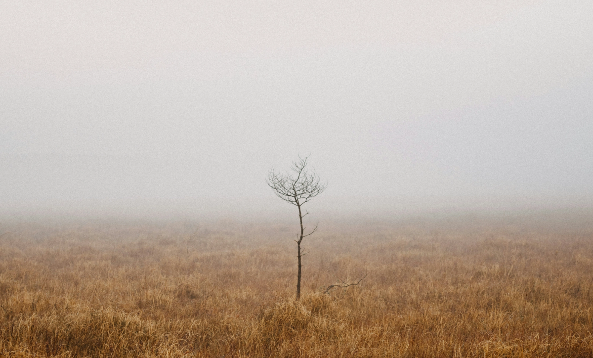 A small, twiggy tree stands alone in the fog