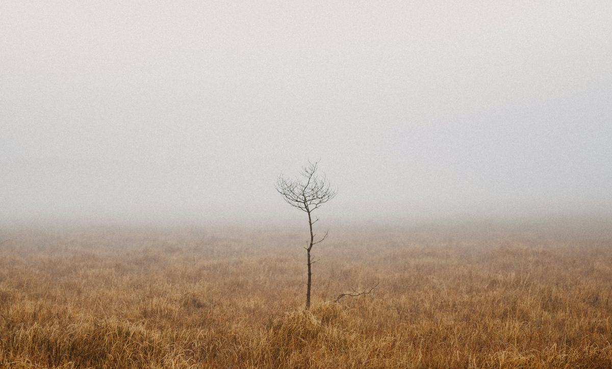 A small, twiggy tree stands alone in the fog